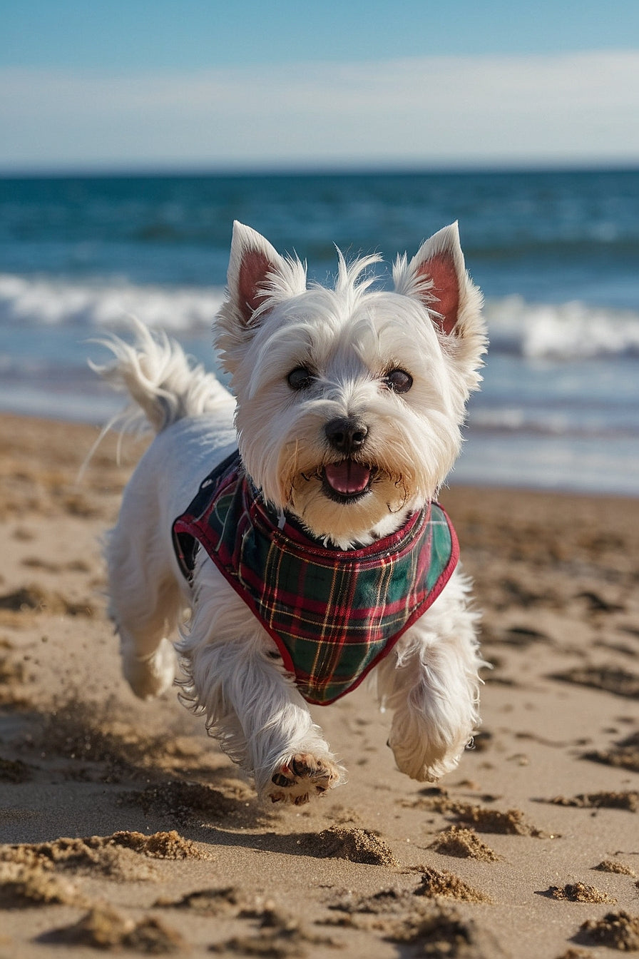 Savoring the Dog Days of Summer
