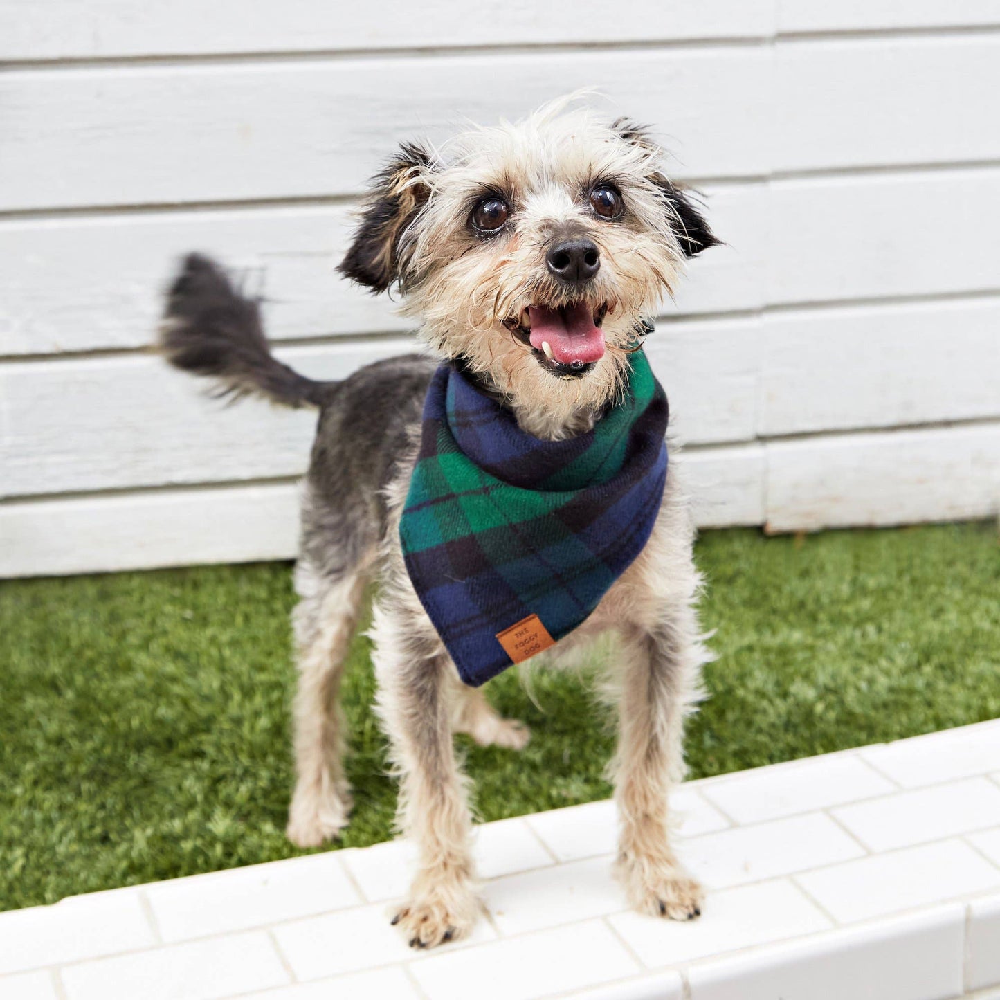 Black Watch Plaid Flannel Holiday Dog Bandana