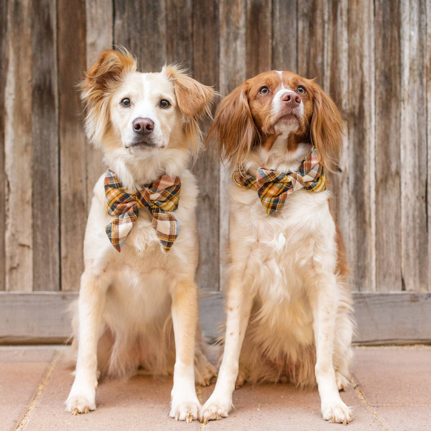 Cornucopia Flannel Fall Lady Dog Bow