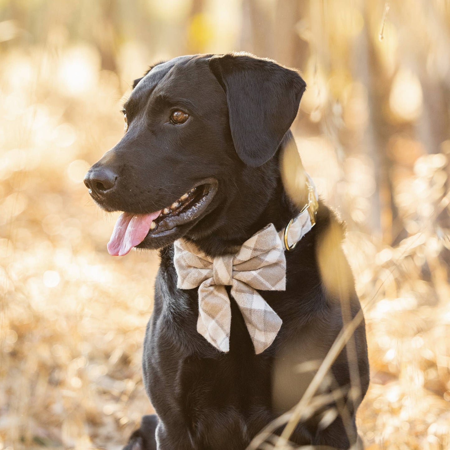 Andover Plaid Flannel Dog Collar