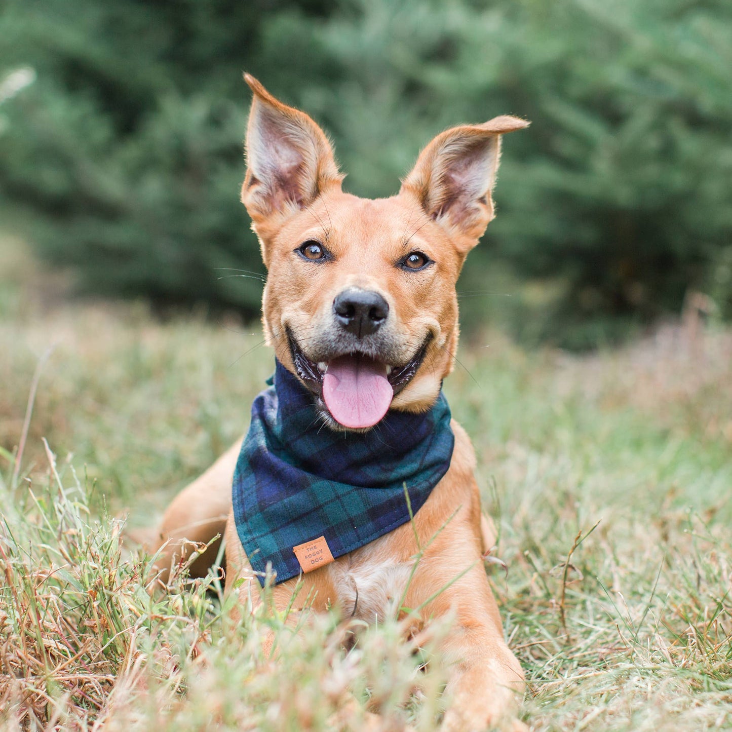 Black Watch Plaid Flannel Holiday Dog Bandana