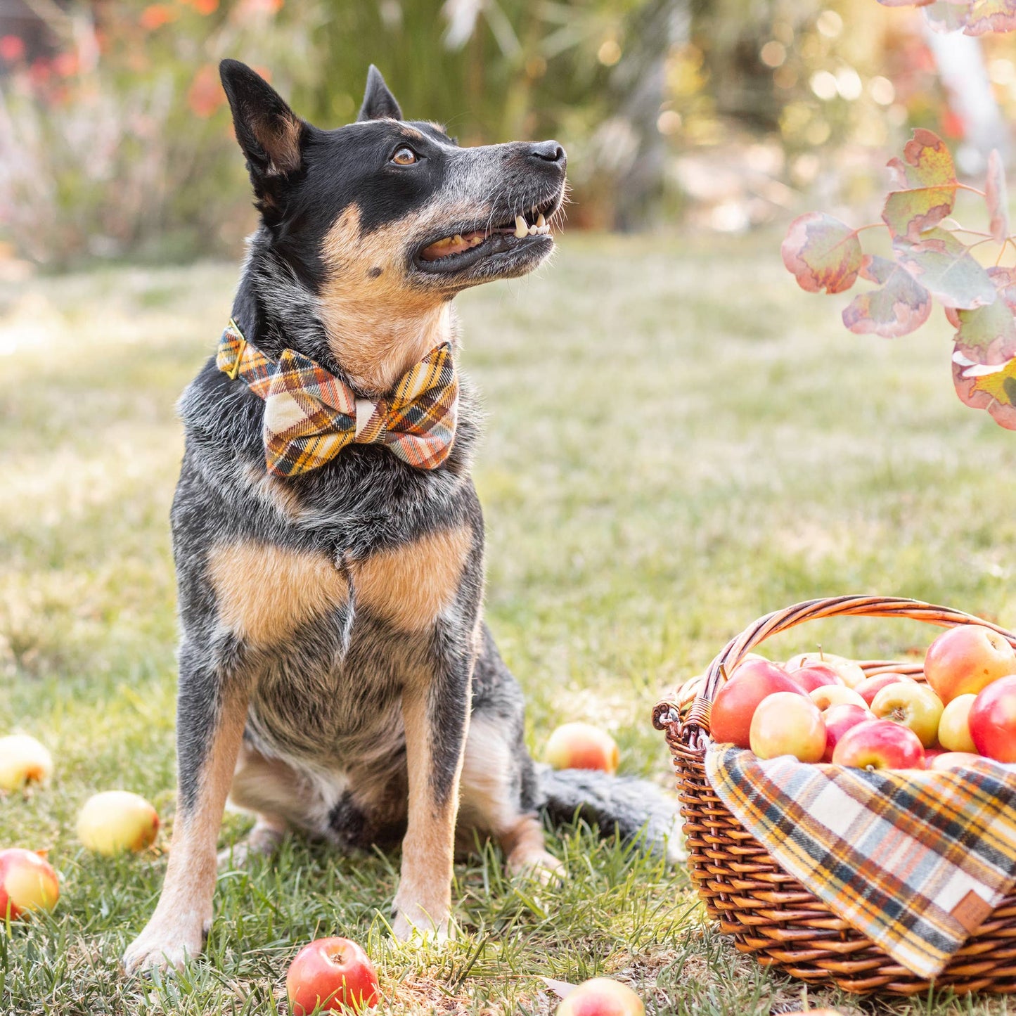 Cornucopia Flannel Fall Dog Collar