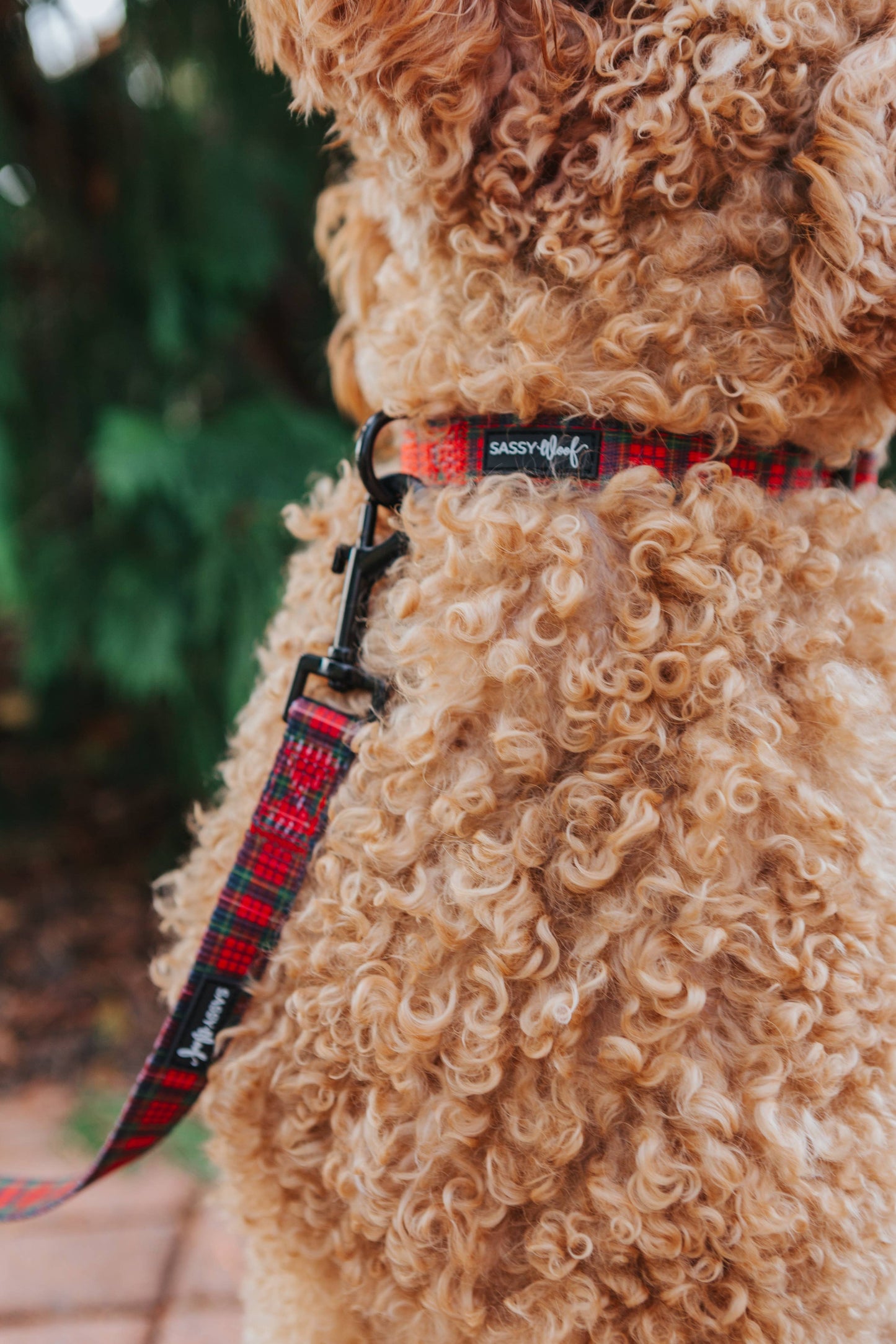 Dog Leash - Deck the Paws