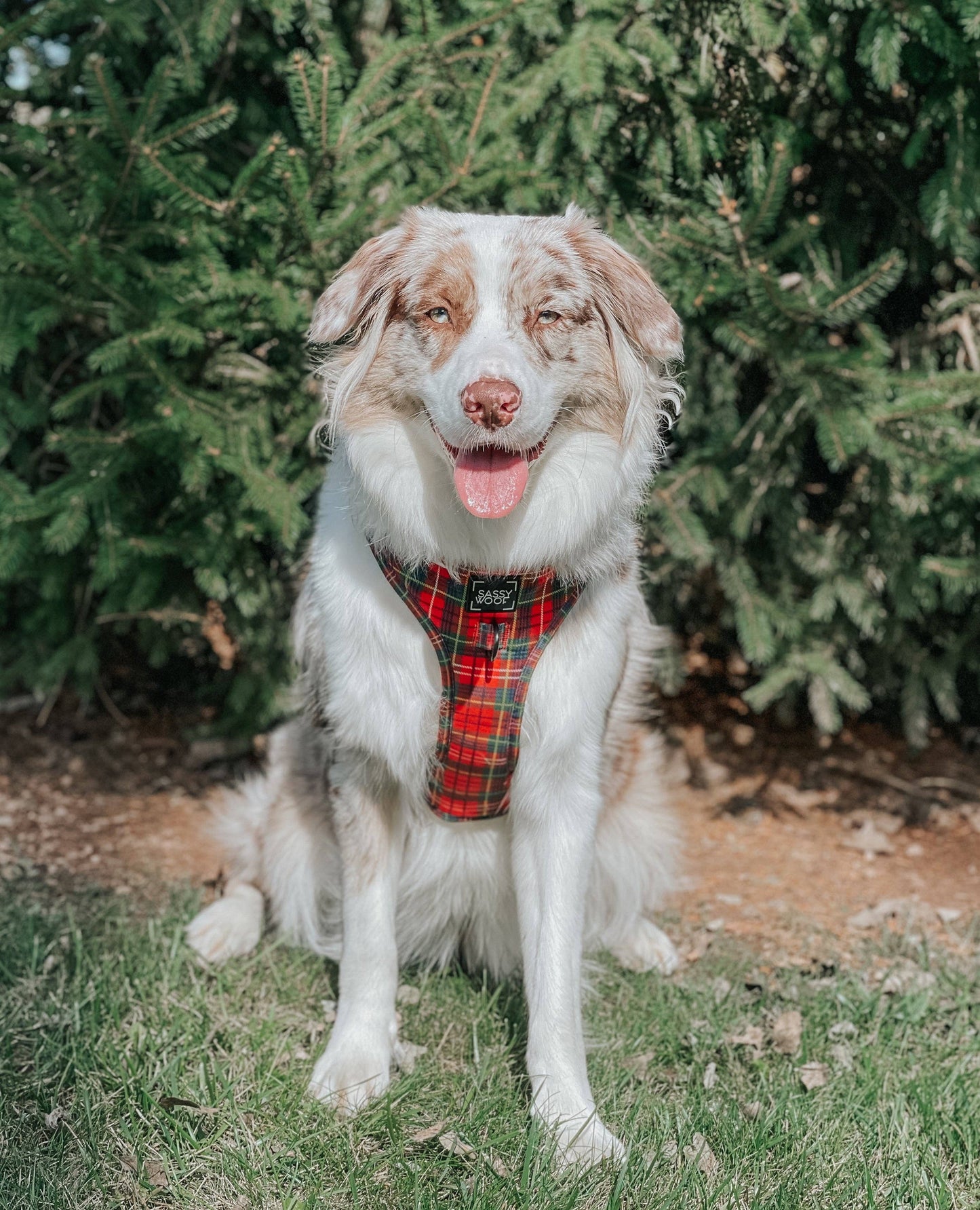 Dog Adjustable Harness - Deck the Paws