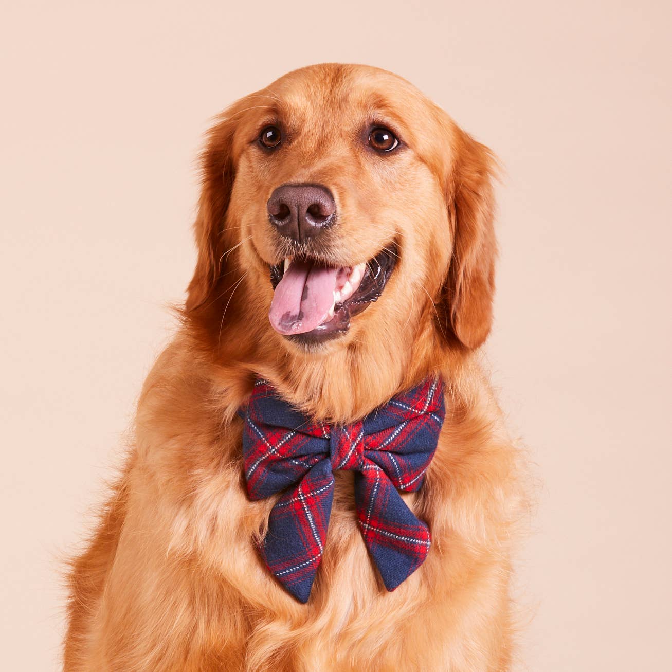 Kingston Plaid Flannel Holiday Lady Dog Bow